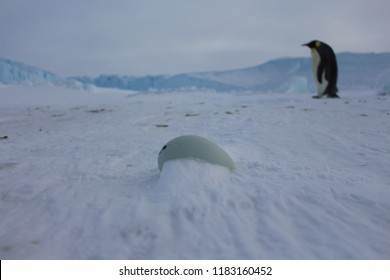 Abandoned Emperor Penguin Egg 