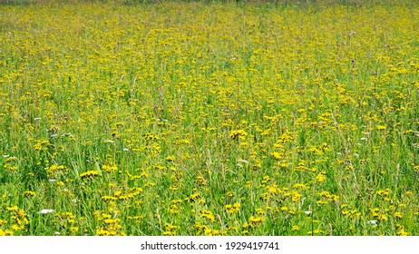 Abandoned fields (long term fallow) are heavily overgrown with weeds. Beautiful picture of mass flowering wildflowers aspect yellow, Canada thistle (Sonchus arvensis) dominance. Stagnation agriculture