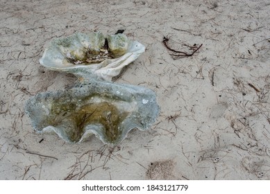 Abandoned Giant Clam Shell At The Beach