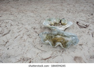 Abandoned Giant Clam Shell At The Beach