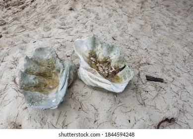 Abandoned Giant Clam Shell At The Beach