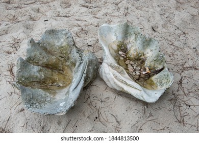 Abandoned Giant Clam Shell At The Beach