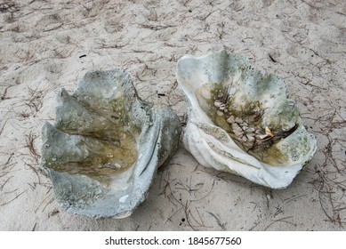 Abandoned Giant Clam Shell At The Beach