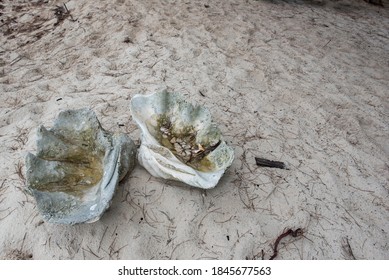 Abandoned Giant Clam Shell At The Beach