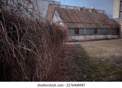 Abandoned greenhouse. The building of the old greenhouse overgrown with thickets