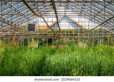 Abandoned greenhouse, overrun with wild plants and surrounded by rustic decay, provides a visual of nature reclaiming human spaces, ideal for projects on urban exploration and forgotten architecture. - Powered by Shutterstock