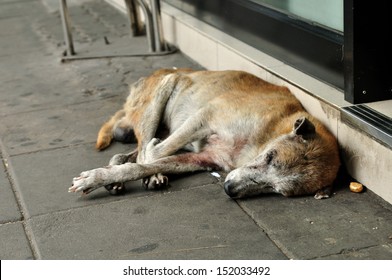 Abandoned homeless stray dog sleeping on the street
