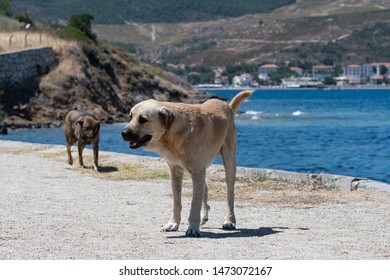 Abandoned homeless stray dog at the waterfront outside of Foca in the Izmir province in Turkey .Stray dogs and cats are a  problem in Turkey.