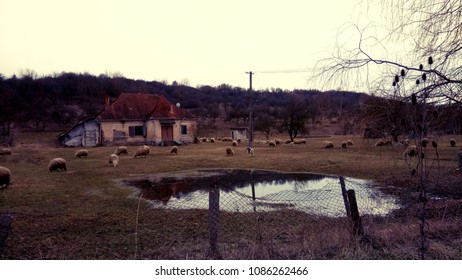 An Abandoned House Now The Home For Sheep And Crows. It Is A Great Metaphor For 3rd World Countries.