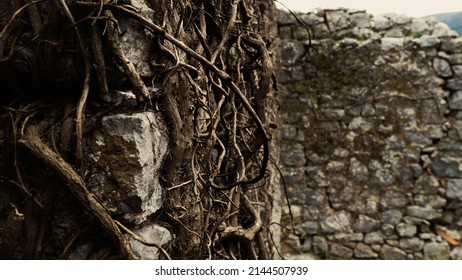 An abandoned house overgrown with vines. Liana grow on the wall of the house. House in lianas
