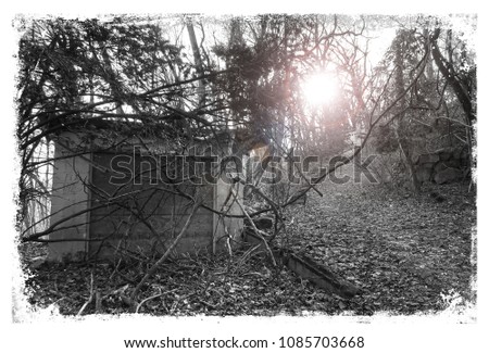 Similar – Image, Stock Photo Old apple tree Tree