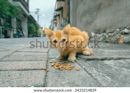 an abandoned and hungry homeless domestic orange cat being feed by someone