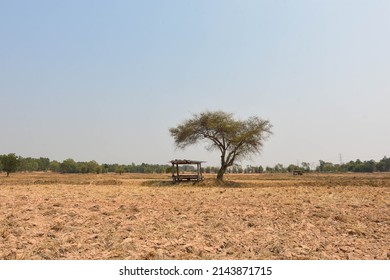 An Abandoned Hut Under A Tree In A Barren Field