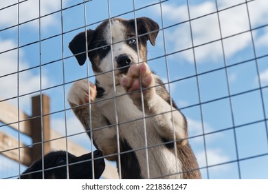Abandoned Mutt Puppies Sad And Looking, Hungry And Unnecessary. Beautiful Puppies Littermates Black And White. Blue Eyed Alaskan Husky Young Dog Put Paws On Cage Net On Warm Sunny Day.