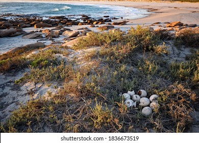 An abandoned nest of ostrich eggs on the shores of a bay in the Namaqua National Park - Powered by Shutterstock