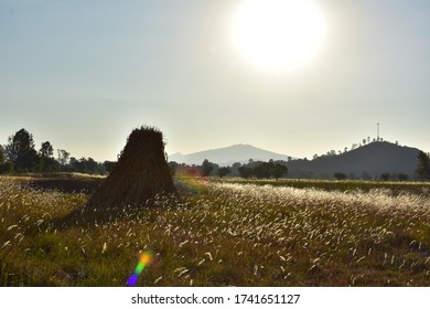 Abandoned Old Dead Crop Field Full Of Wild Flowers.