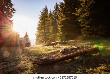 Abandoned old empty picnic spot on fresh spring covered grass, against the backdrop of green tall dense fir trees in the forest and bright evening or morning sunbeams