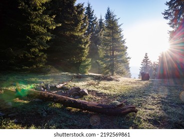 Abandoned old empty picnic spot on fresh spring covered grass, against the backdrop of green tall dense fir trees in the forest and bright evening or morning sunbeams
