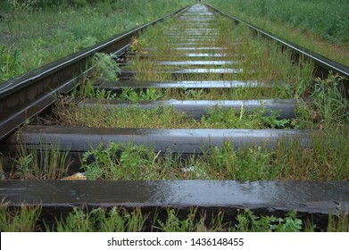 Abandoned, Old Railway Line Covered With Grass, Going Through The Forest After The Rain.