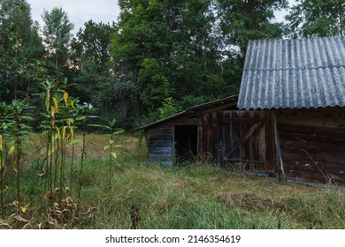 Abandoned Old Wooden House Among The Green Trees And Tall Grass. Rural Landscape. Evening