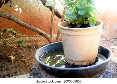 abandoned plastic bowl in a vase with stagnant water inside. close up view. mosquitoes in potential breeding.proliferation of aedes aegypti, dengue, chikungunya, zika virus, mosquitoes. - Shutterstock ID 2003858855