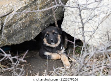 An Abandoned Puppy Hid Under Some Rocks. Abandonment Of Pets - Concept.