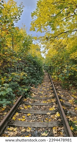abandoned rail railway jungle autumn golden yellow trees