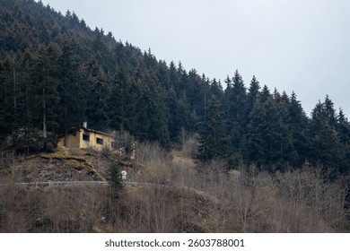 Abandoned Rustic House Hidden in a Dense Pine Forest with Overgrown Trees - Powered by Shutterstock - Get 15% off with code: PIKWIZARD15
