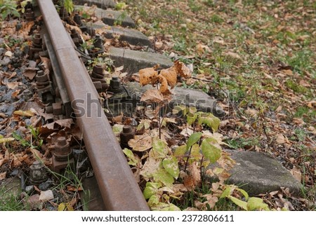 An abandoned, rusty railroad bed, overgrown with grass and strewn with fallen autumn leaves. Close-up of the rail clamp holding the rail to the sleeper.