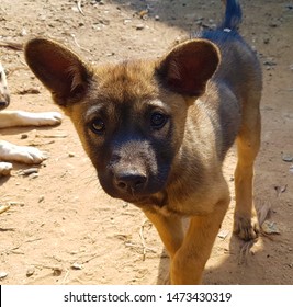 Abandoned Sad Puppy Whom Was Left In Thailand- Chiang Mai.