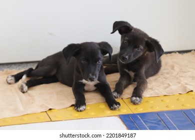 Abandoned Sad Straydogs Puppies Dogs 