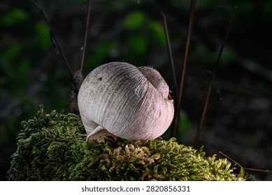 Abandoned shell of a forest snail on the stump