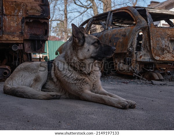 Abandoned shepherd dog during the war, waiting\
for its owner against backdrop of a burned-out car. Ukrainian\
animals and pets crisis during Russia invasion. Loyal dog waiting\
for owner. War in\
Ukraine