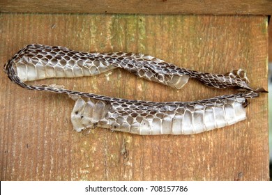 Abandoned Skin Snake Adder Natrix On Stock Photo 708157786 | Shutterstock