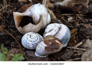 desert snail shells