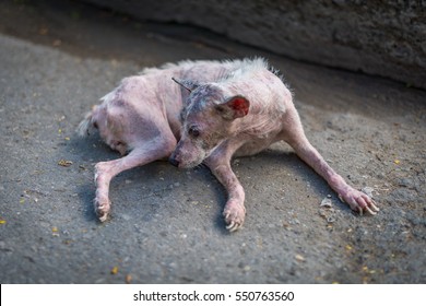 Abandoned starving and malnourished dog on the street, waiting sad for a change in life. 