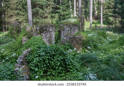 Abandoned stone house ruins overgrown with greenery and white calla lilies in tranquil Australian forest, nature power - Powered by Shutterstock