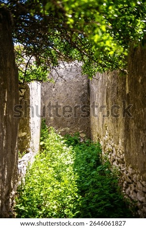 Abandoned stone structure interior of house bunker ruin building in Ikaria island, Greece with overgrowth plants green foliage sunny sunlight