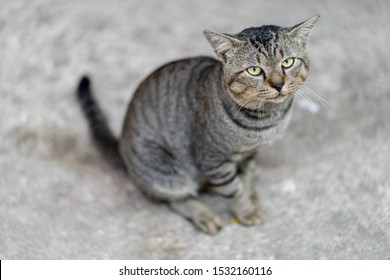 Abandoned Stray Cat Sits In Front Of Convenience Store And Looking At The Camera With Sad Eyes At Night, Stray Cat On The Road. Close-up Homeless Abandoned Cat Portrait, Selected Focus.