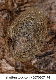 Abandoned Tiger Moth Cocoon Of The Subfamily Arctiinae With Selective Focus