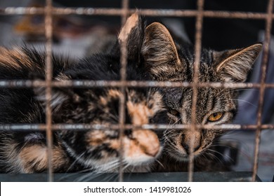 abandoned cats