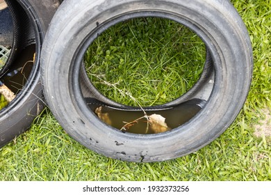 Abandoned Tyre Outdoor With Still Water From Rain Condusive Place For Aedes Mosquito Breeding, Source Of Dengue Fever. Selective Focus On Water.