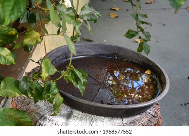 Abandoned Vessel With Standing Water Inside, Aedes Aegypti Larvae Proliferation Site, Dengue, Chikungunya, Zika Virus ,.