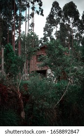 
Abandoned Wooden House In The Middle Of Eucalyptus Tree Forest.