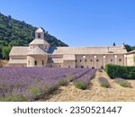 Sénanque Abbey with a Lavender field, a Cistercian abbey near the village of Gordes in the département of the Vaucluse in Provence, France