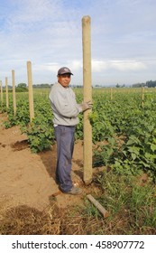 ABBOTSFORD - JULY 25, 2016: A Mexican Farm Worker On A Temporary Working Visa, Plants A Post In A Raspberry Field On JULY 25, 2016 In Abbotsford, British Columbia, Canada.