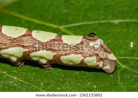 Abbott's Sphinx Caterpillar - Sphecodina abbottii