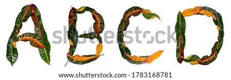 ABCD nature themed font made with colorful variegated leaves. Season concept letters of the English alphabet