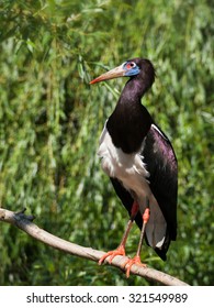 Abdims Stork - Ciconia Abdimii