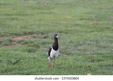 Abdims Stork In The Grass